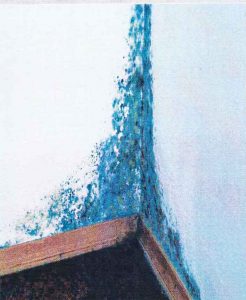Foto zeigt eine mit Schimmelpils überwucherte Wand